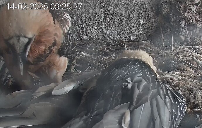 Hans schaut nach Mascha 14.02.25