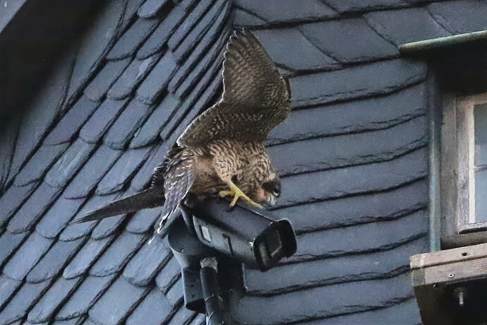 Jungfalke auf Kamera 1a