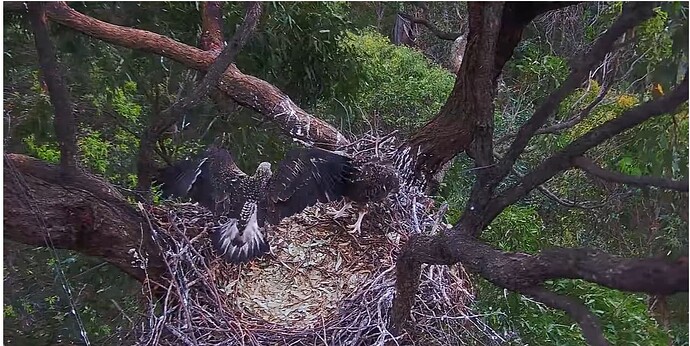 Screenshot 2024-10-12 103818