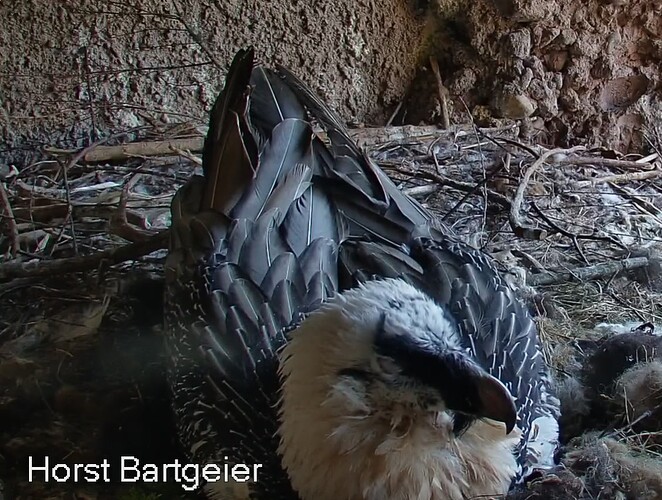 Morgenschlaf 04.11.25