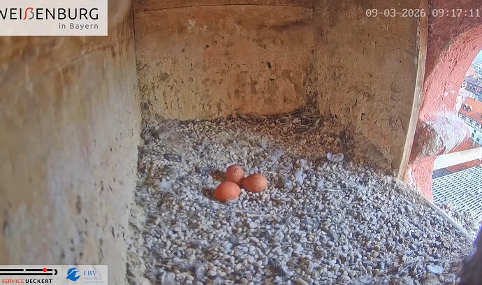 Screenshot_2026-03-09-09-42-20-119_com.google.android.youtube~2