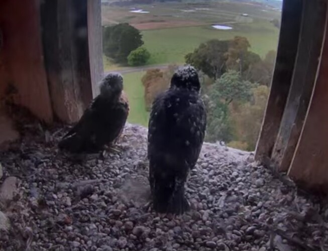 Screenshot_20241112_064055_Chrome