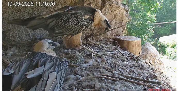 Screenshot_20250919-111107~2