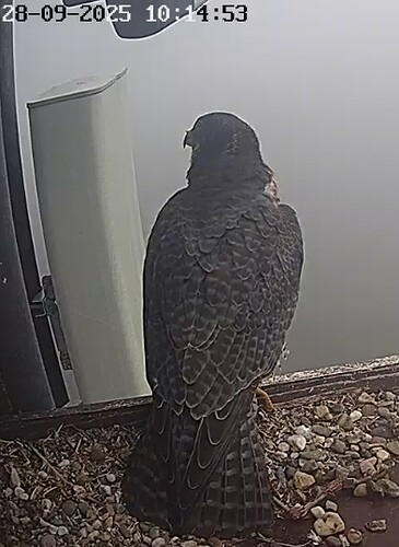 Screenshot_20250928_101520_Chrome