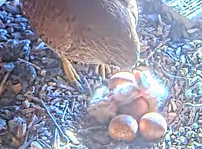 Screenshot_2024-05-14-06-36-17-095_com.google.android.youtube