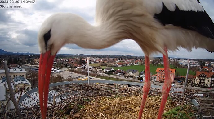 2023-03-20 14_40_35-LIVE Storchennest Freilassing - YouTube und 4 weitere Seiten - Persönlich – Micr