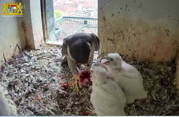 Screenshot_20230419-074632~2