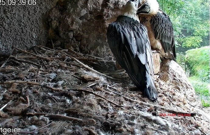 Screenshot_20250923-094018_Chrome