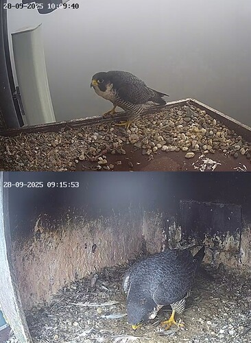 Screenshot_20250928_101018_Chrome