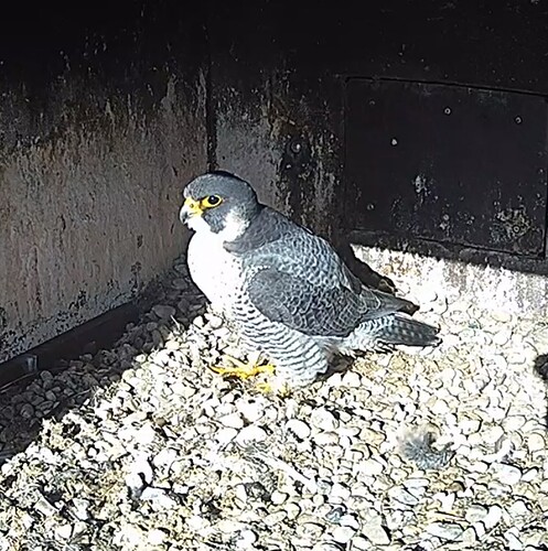 Screenshot_20240203_122635_Chrome