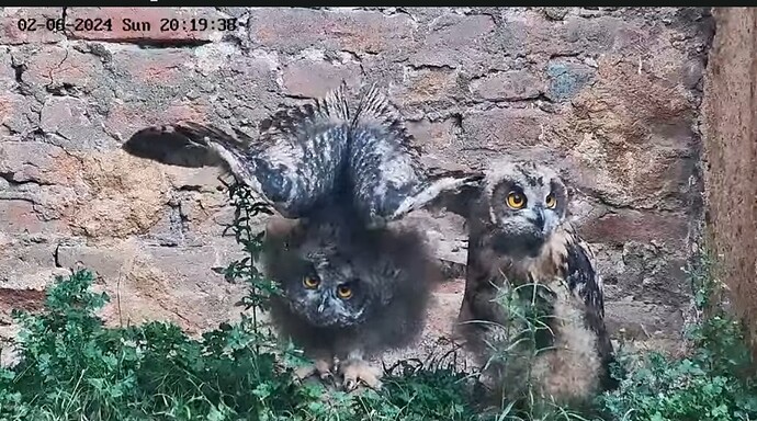 Screenshot_20240602_205251_YouTube