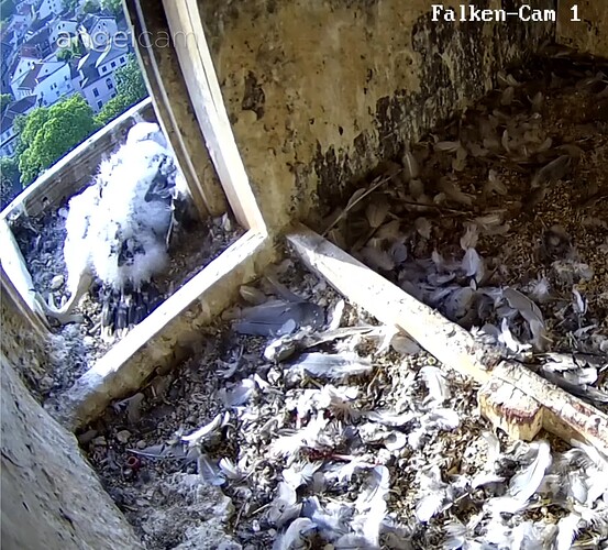 Screenshot_20230522-073121~2