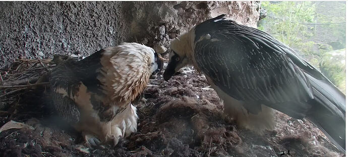 Hans zu Besuch 29.01.26