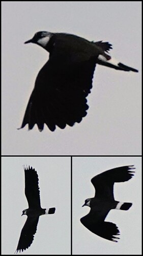 20260315_141044-COLLAGE