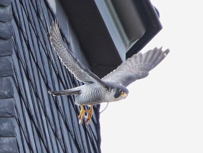Falco fliegt zu Wanda 2