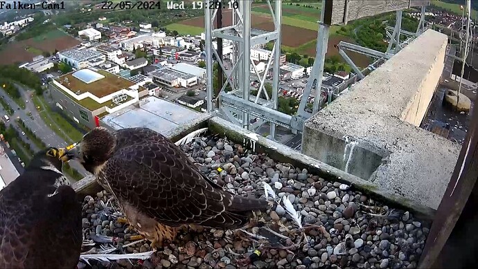 Screenshot_20240522_192828_Chrome