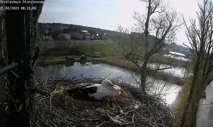 2023-04-21 08_24_31-Gemeinde Heroldsbach_ Storchencam und 2 weitere Seiten - Persönlich – Microsoft​