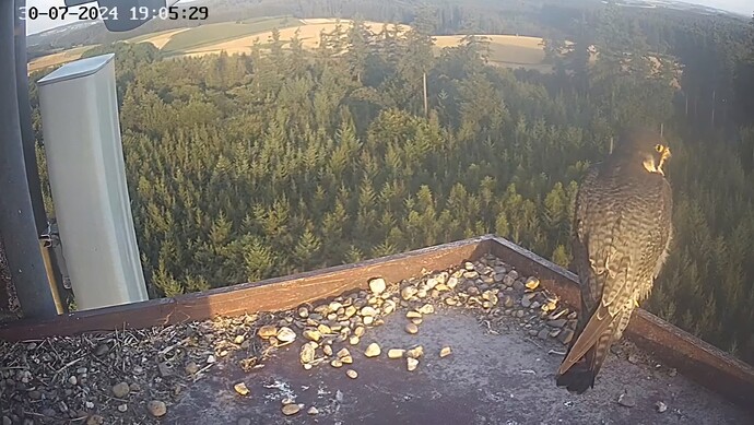 Screenshot_20240730_200403_Chrome