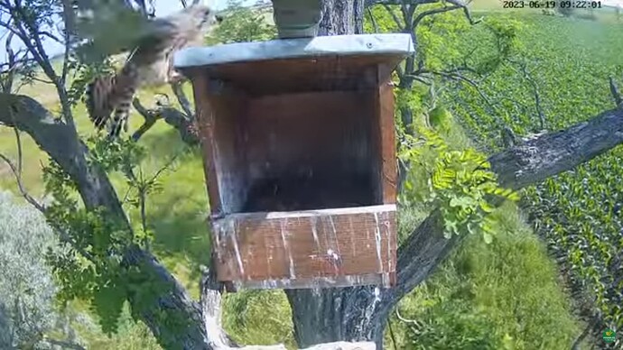 tfhu_230619_5_fledgeling