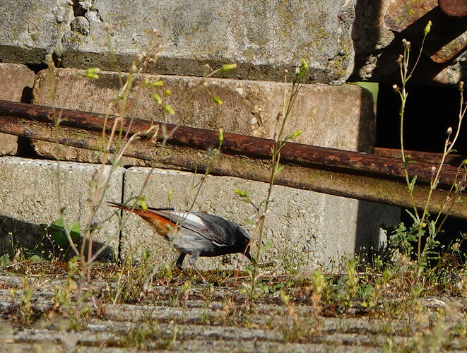 DSC01038