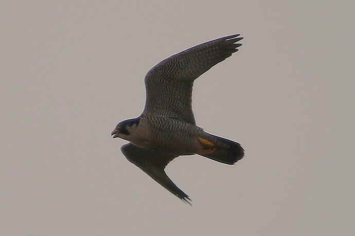 Falco im Flug 7c