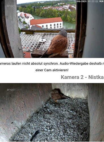 Screenshot_20240415_092540_Chrome