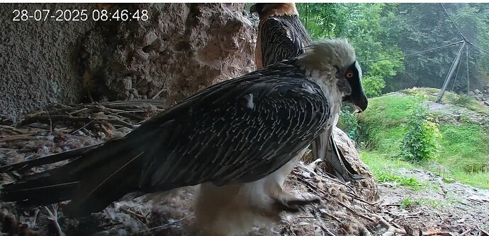 Regen in Goldau 28.07.25