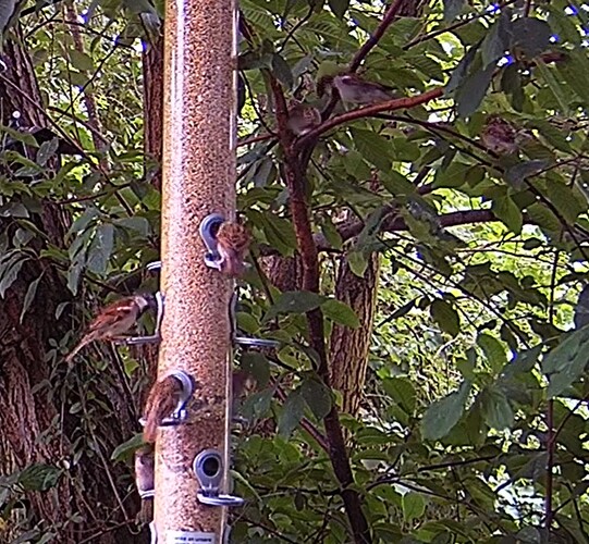 Spatzen bei Petra 21.06.24