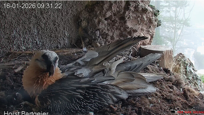 M und Nebel 16.01.26