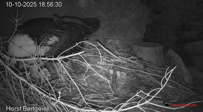 Screenshot_20251010-185737~2