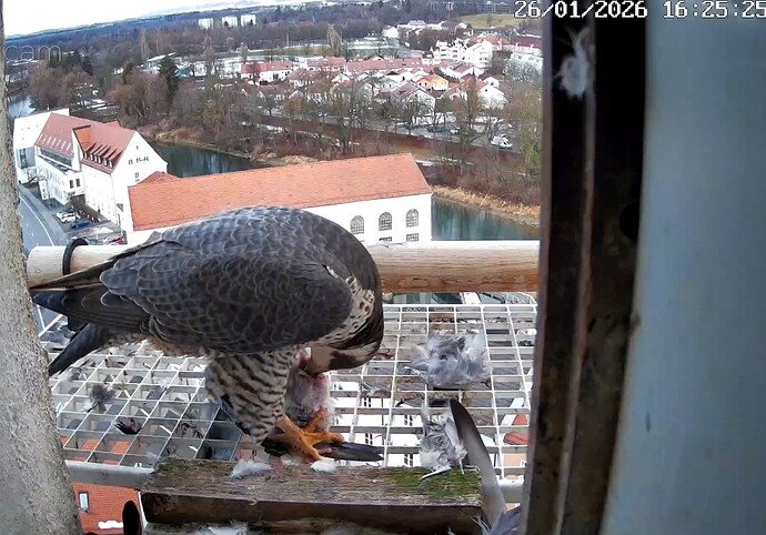 Screenshot_2026-01-26-16-25-47-118_com.android.chrome