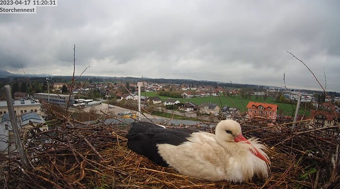 2023-04-17 11_21_06-LIVE Storchennest Freilassing - YouTube und 6 weitere Seiten - Persönlich – Micr