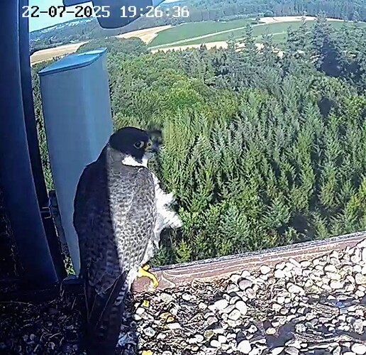 Screenshot_2025-07-22-19-26-42-111_com.android.chrome