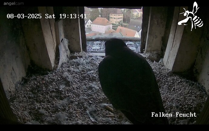 Screenshot_20250308-181406_Chrome