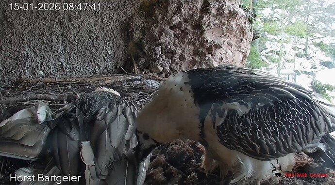 Hans pflegt M 15.01.26