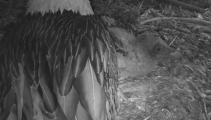 Den Nachmittag verschlafen 19.04.24