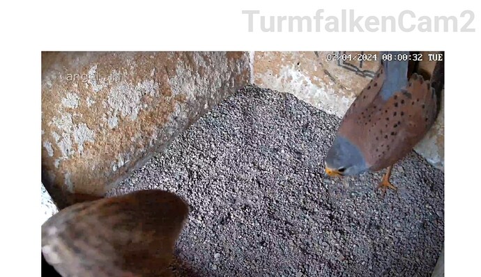 Screenshot_20240402_080051_Samsung Internet