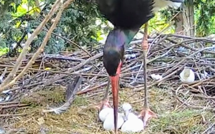 Screenshot_2024-04-26-18-29-24-916_com.google.android.youtube