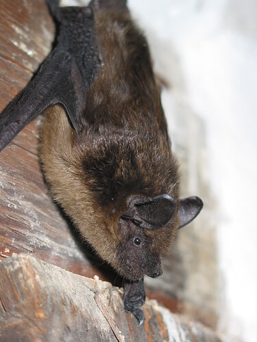 Breitflügelfledermaus Portait