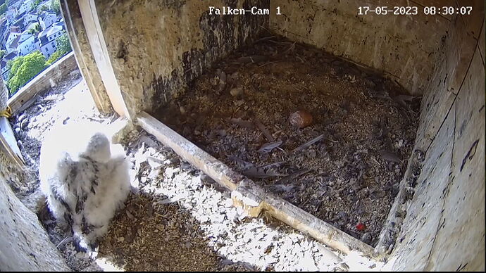 Snap_2023.05.17_08h30m32s_022_