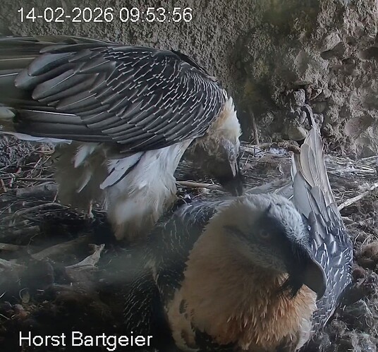 Screenshot_2026-02-14-09-54-55-484_com.android.chrome~2