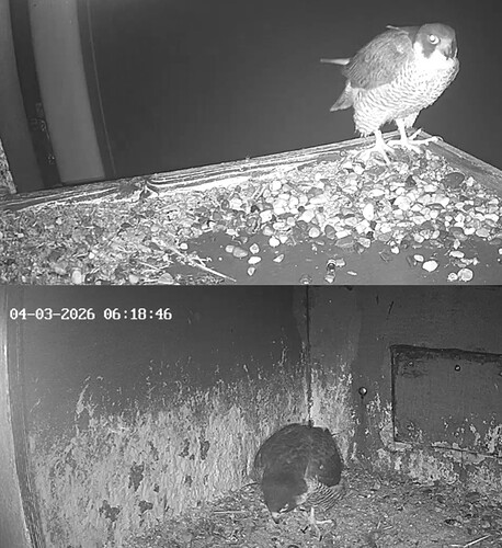 Screenshot_20260304_061208_Samsung Internet