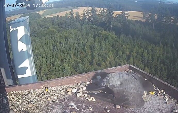 Screenshot_20240727_183122_Chrome