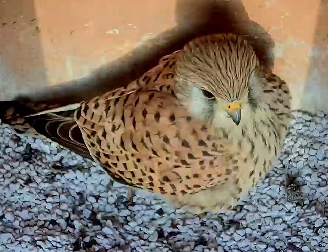 Screenshot_2024-04-11-07-14-32-572_com.android.chrome