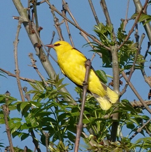 DSC05703
