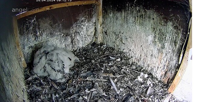 Screenshot_20240426_091249_Chrome