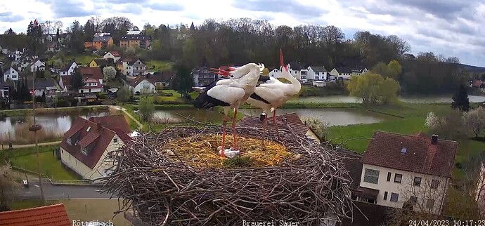 2023-04-24 10_18_07-Storchen-Webcam (Röttenbacher Storchennest) – Gemeinde Röttenbach und 6 weitere