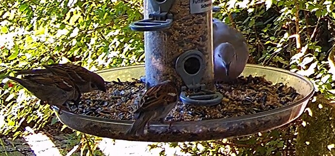 Tüta und Spatzen 14.07.24