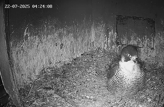 Screenshot_20250722_051841_Samsung Internet