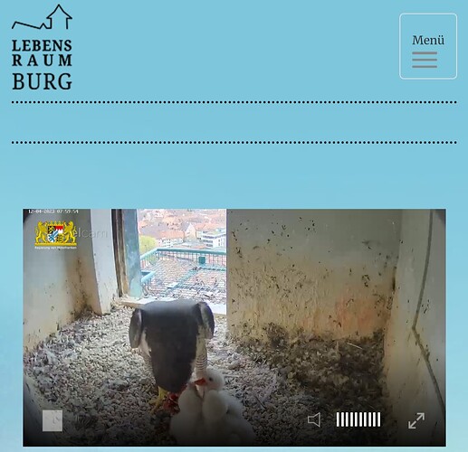 Screenshot_20230412_080015_Samsung Internet